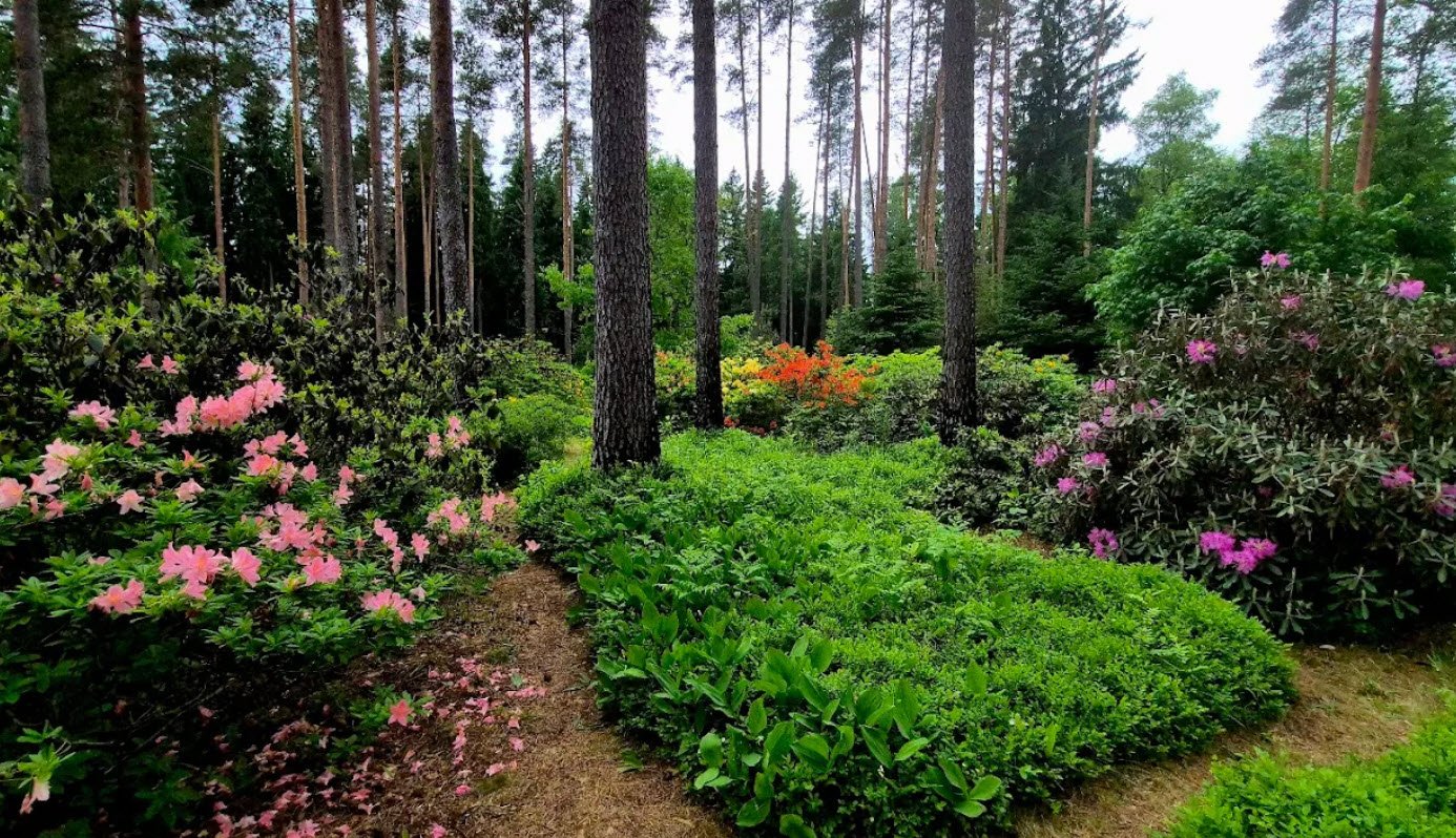 Kalsnavas Arborētums, Latvia